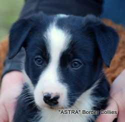 Black and white male, Smooth to Medium coat, Border collie puppy